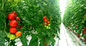 JRトマトランド