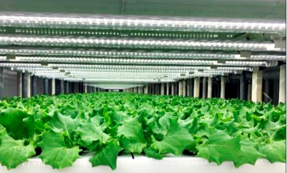 西友、店内にレタス栽培の植物工場、毎日収獲して野菜売り場で販売