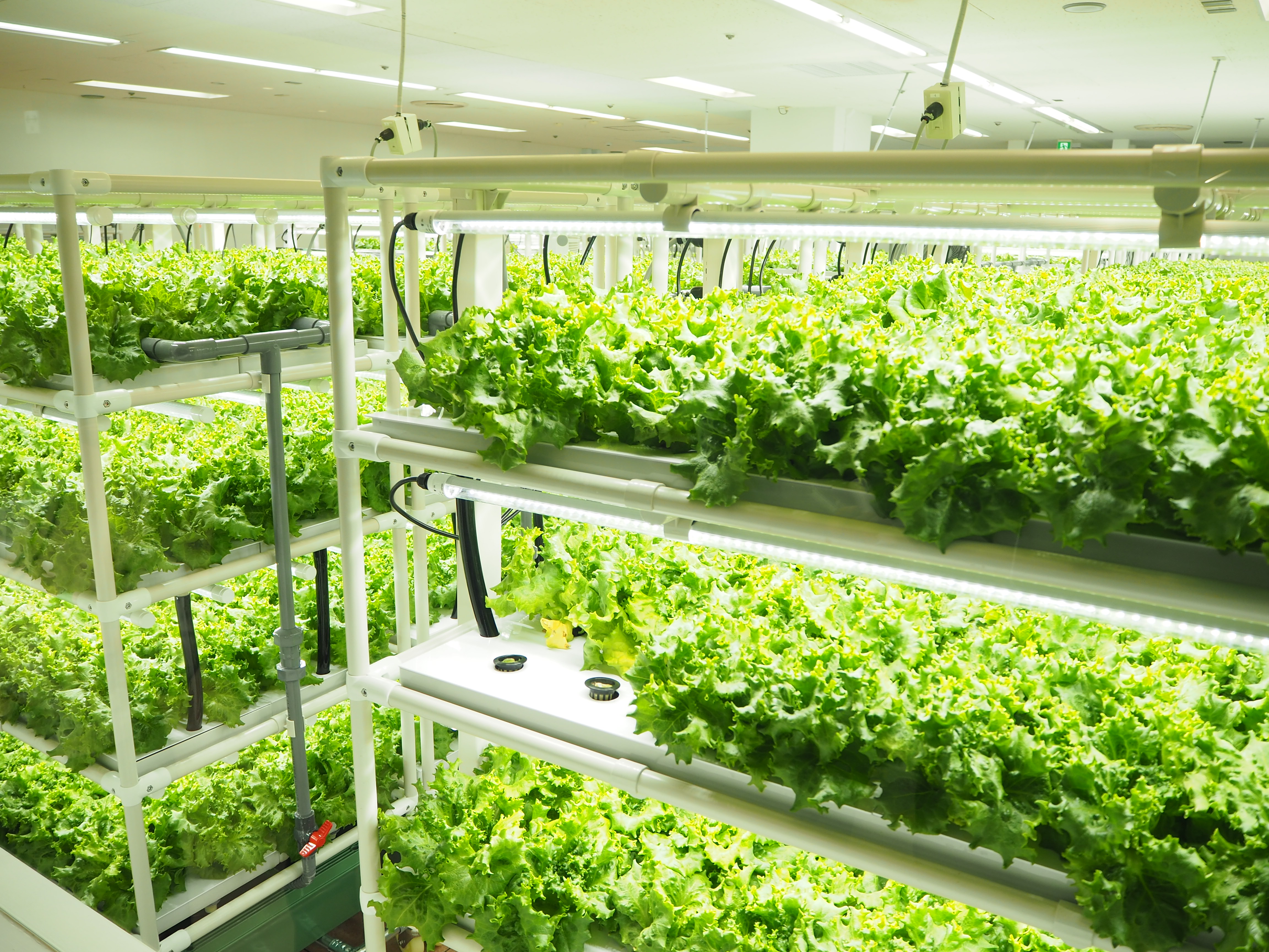 西友上福岡店に設置されたグリーンリーフの植物工場