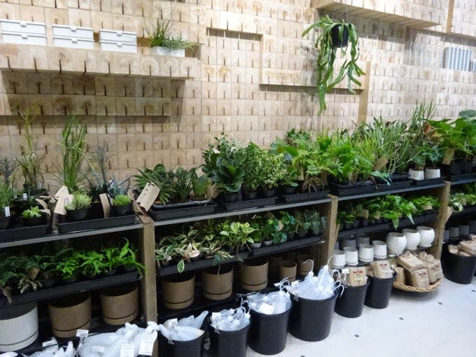 1階では食品のほか、約300種類の観葉植物を取り扱う「グリーン」売場を設けた
