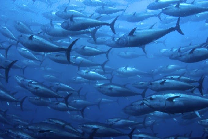 海を泳ぐ魚