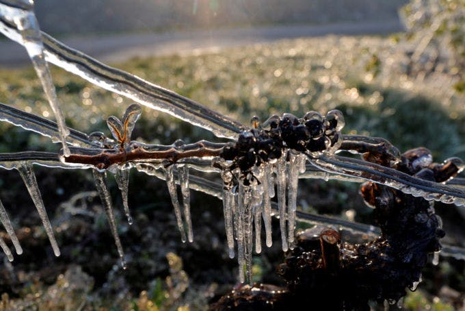 フランス・シャブリ郊外のブドウ畑で、霜害から守るため水が噴霧された現場
