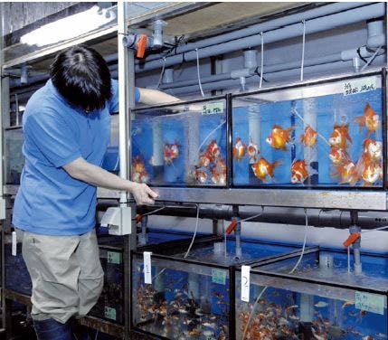 神畑養魚東京支店、姫路支店などの水槽は世界最大級