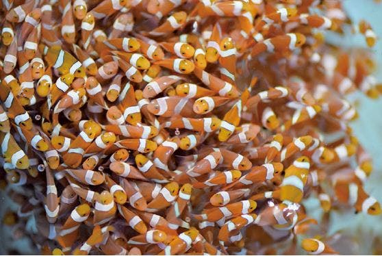 神畑養魚株式会社が商業生産に成功したカクレクマノミ