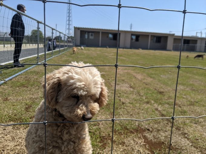 340坪の広大なドッグランで思い思いに過ごす犬たち