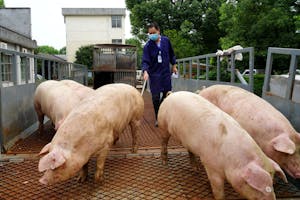 養豚を扱う中国の業者