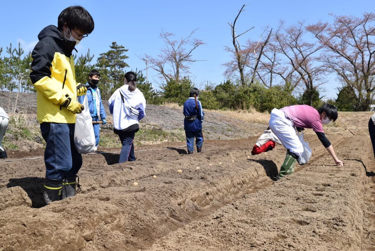 6次産業化クラブの学生がジャガイモを植え付けている様子