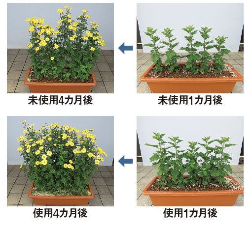 「虫を予防するマグァンプD」のキクでの効果試験