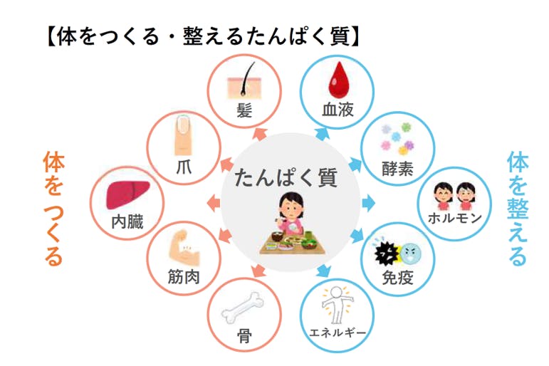 体をつくる・整えるたんぱく質