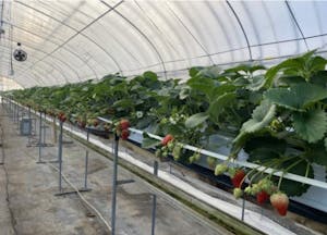 イオンアグリ創造のCO2敗質量実質ゼロの農業用ハウス