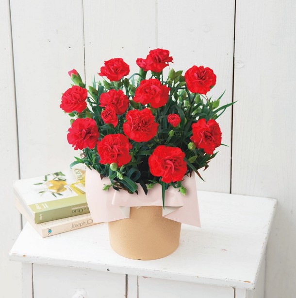 日比谷花壇とタイアップ商品、ニトリの「母の日フラワーギフト」の商品一例