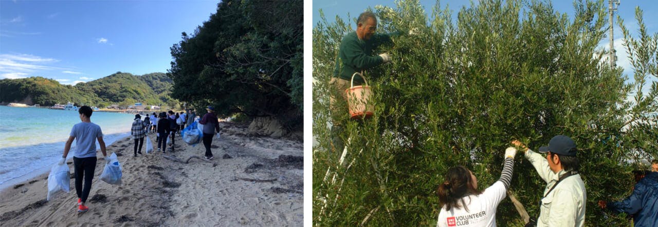 海岸での産廃処理活動、植樹したオリーブの収穫