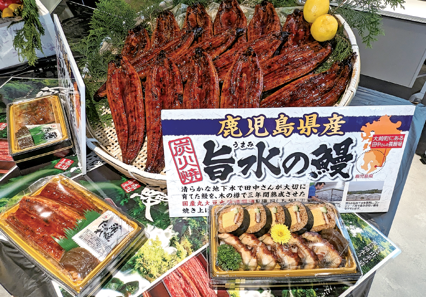 鹿児島県産 旨水の鰻