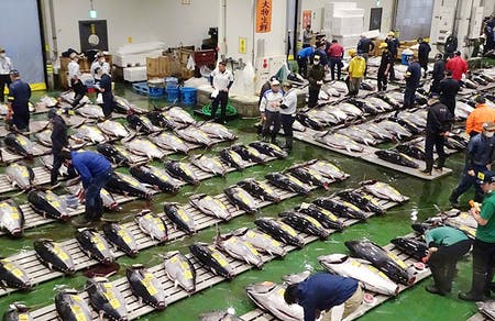 生マグロが並ぶ卸売場