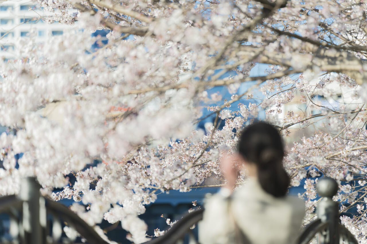 桜を見る社会人