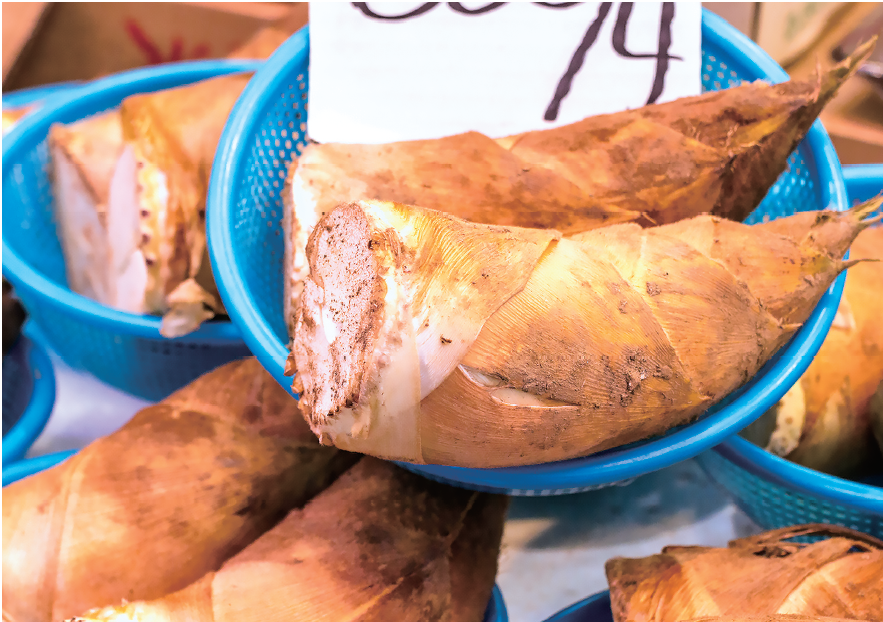 タケノコ　イメージ