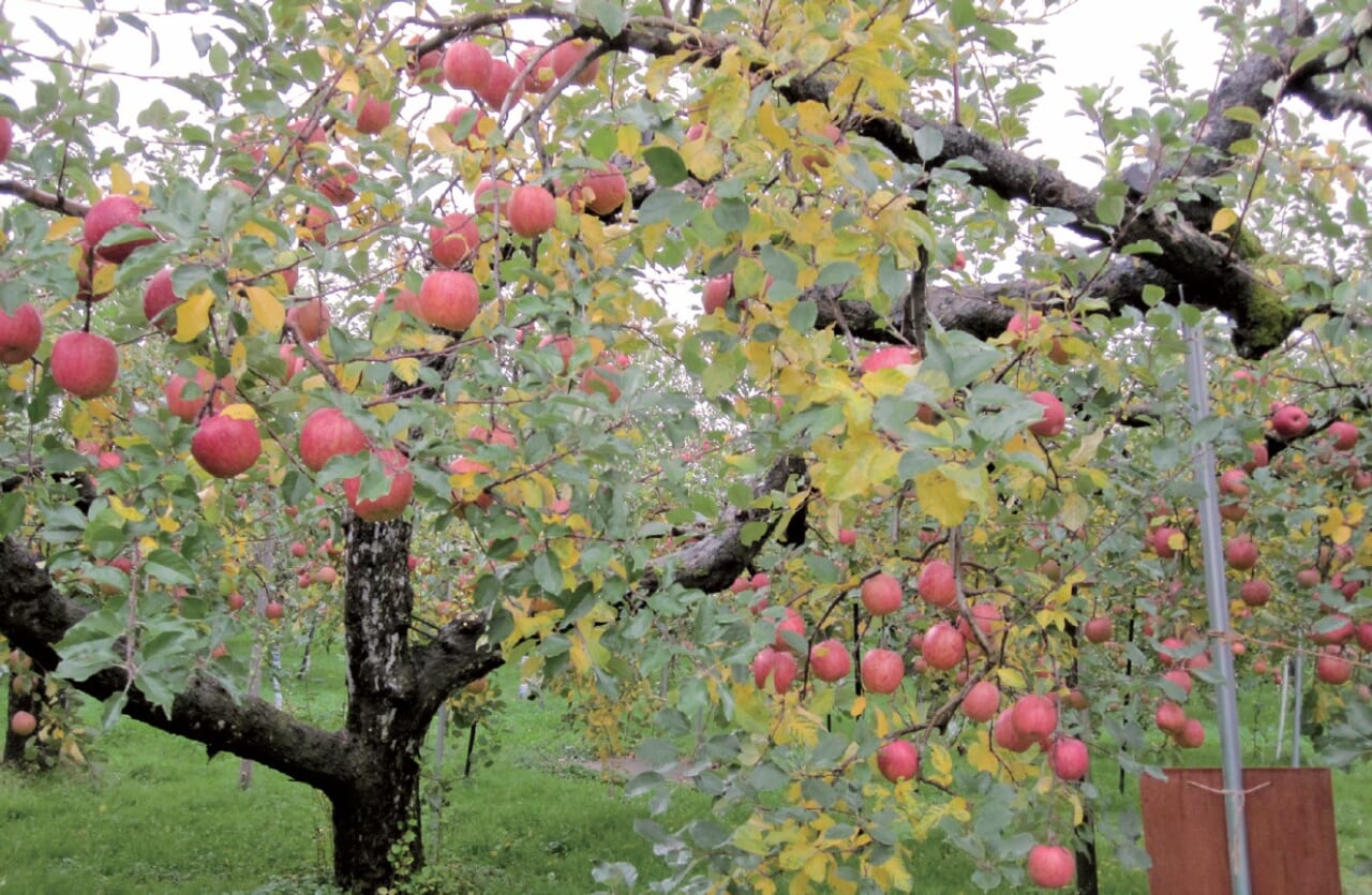 リンゴの樹