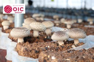 OICグループ、シイタケ生産事業を譲受