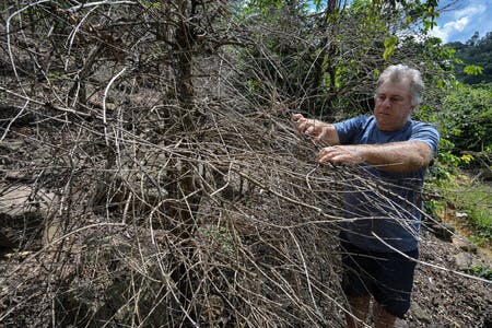 乾燥したコーヒーの木に触れる生産者の男性