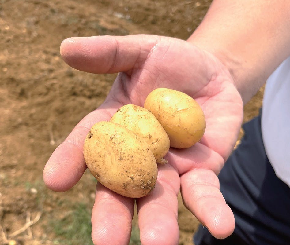 農産者の手にじゃがいも
