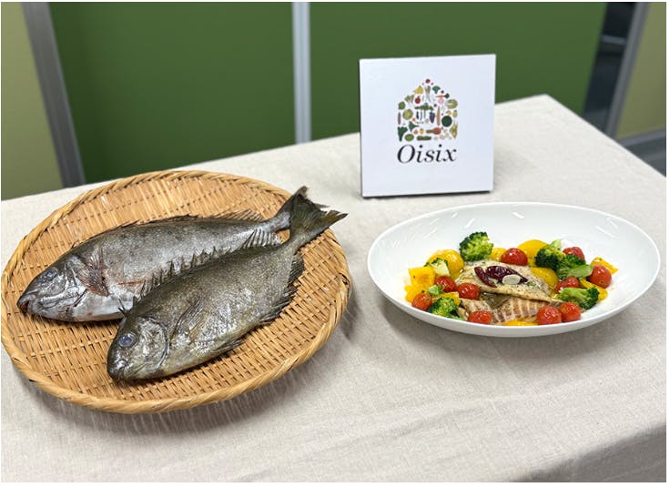 新商品「香草オイルで熟成させたアイゴのコンフィ」を使ったメニュー