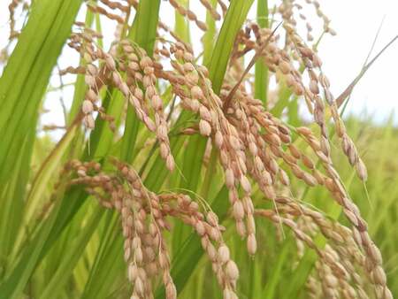 収穫を前に実った稲穂