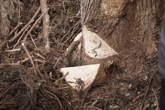 「山のダイゴミプロジェクト」から生まれた「山の木っ端（こっぱ）」シリーズ